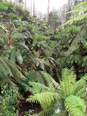 ferns